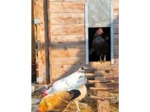 Obrázek k výrobku 125459 - Komplet automatického otevírání a zavírání kurníku JOSTechnik HK-Bat 30x45 D