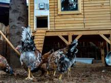 Obrázek k výrobku 125460 - Komplet automatického otevírání a zavírání kurníku JOSTechnik HK-Bat 30x45 R