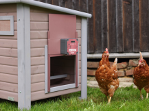 Obrázek k výrobku 126487 - Komplet automatického otevírání a zavírání kurníku KERBL 70590 EASY PROTECT 30x33 R, růžová