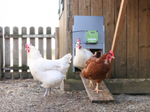 Obrázek k výrobku 126488 - Komplet automatického otevírání a zavírání kurníku KERBL 70592 EASY PROTECT 44x43 R