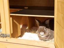 Obrázek k výrobku 125480 - Králíkárna dvoupatrová KERBL 81719 APPARTMENT PRO