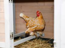 Obrázek k výrobku 75500 - Kurník pro slepice KERBL 81713 BONNY