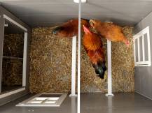 Obrázek k výrobku 75499 - Kurník pro slepice KERBL 81731 BARNEY