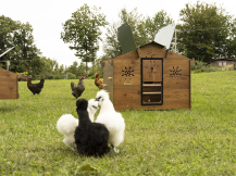 Obrázek k výrobku 125514 - Kurník pro slepice POLLY CHALET 2XL