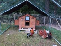 Obrázek k výrobku 119890 - Kurník pro slepice POLLY CHALET 4XL