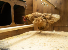 Obrázek k výrobku 126766 - Kurník pro slepice POLLY FAMILY 5XL