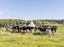 Obrázek k výrobku 125518 - Lapač ovádů KERBL 323500 TAONX ECO