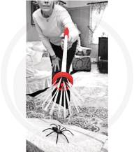 Obrázek k výrobku 124887 - Lapač pavouků / lapač hmyzu