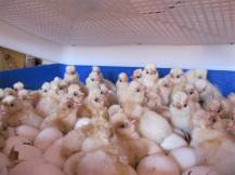 Obrázek k výrobku 125528 - Líheň na vejce BOROTTO REAL 24