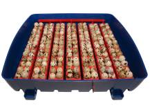 Obrázek k výrobku 125529 - Líheň na vejce BOROTTO REAL 49