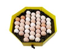 Obrázek k výrobku 125535 - Líheň na vejce CLEO 5 DTH