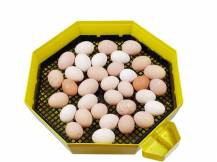 Obrázek k výrobku 121036 - Líheň na vejce CLEO 5 DTHW