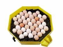 Obrázek k výrobku 121036 - Líheň na vejce CLEO 5 DTHW