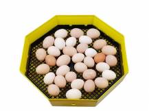 Obrázek k výrobku 121035 - Líheň na vejce CLEO 5 TH