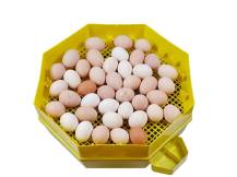 Obrázek k výrobku 125537 - Líheň na vejce CLEO 5x2 DTH