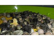 Obrázek k výrobku 121043 - Líheň na vejce PUISOR IO-103TH