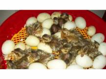 Obrázek k výrobku 121043 - Líheň na vejce PUISOR IO-103TH