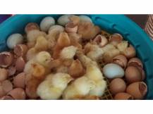 Obrázek k výrobku 121043 - Líheň na vejce PUISOR IO-103TH