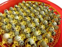 Obrázek k výrobku 125549 - Lisky na křepelčí vejce do otočného roštu pro líhně PUISOR 1.0.ALP