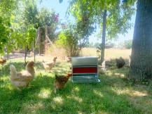 Obrázek k výrobku 125600 - Nášlapné krmítko pro slepice pozinkované GAUN 11225 - 20 kg