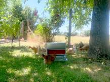 Obrázek k výrobku 125600 - Nášlapné krmítko pro slepice pozinkované GAUN 11225 - 20 kg