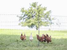 Obrázek k výrobku 125608 - Nevodivá síť pro drůbež KERBL 292411 PREMIUM, 122 cm x 50 m / 2 hroty