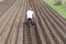 Hrobkovací radlice při práci - přihrnování brambor