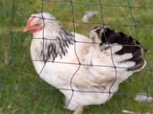 Obrázek k výrobku 125647 - Ochranná síť proti dravcům KERBL 73154, 5x10 m