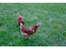 Obrázek k výrobku 125648 - Ochranná síť proti dravcům KERBL 73155, 10x10 m