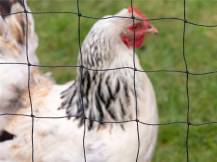 Obrázek k výrobku 125649 - Ochranná síť proti dravcům KERBL 73156, 20x10 m