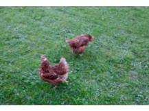 Obrázek k výrobku 125649 - Ochranná síť proti dravcům KERBL 73156, 20x10 m