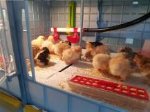 Obrázek k výrobku 125630 - Odchovna drůbeže CIMUKA CB40-03-4K