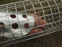 Obrázek k výrobku 125652 - Okapová past na kuny, potkany, krysy a lasičky TRAP ZL60xO14