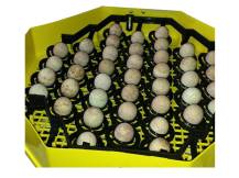 Obrázek k výrobku 125654 - Otočný rošt na bažantí vejce pro líhně CLEO BAŽANT