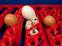 Obrázek k výrobku 125704 - Plně automatická líheň na vejce BOROTTO REAL 49 EXPERT