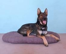 Obrázek k výrobku 72324 - POLŠTÁŘ Bobík - 120 cm