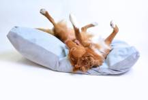 Obrázek k výrobku 72648 - Polštář DONY 135 cm