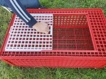 Obrázek k výrobku 125762 - Přepravní box na živou drůbež CRATE MOD B1 - 95,5x57x32,5cm