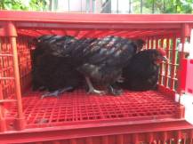 Obrázek k výrobku 125763 - Přepravní box na živou drůbež CRATE MOD B2 - 95,5x57x32,5cm