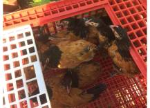 Obrázek k výrobku 125763 - Přepravní box na živou drůbež CRATE MOD B2 - 95,5x57x32,5cm