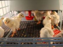 Obrázek k výrobku 125769 - Přídavná odchovna drůbeže CIMUKA CB25-03-TA