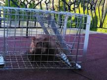 Obrázek k výrobku 120902 - Profesionální past na kuny a kočky TRAP H102x26x30V2