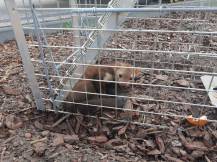 Obrázek k výrobku 120902 - Profesionální past na kuny a kočky TRAP H102x26x30V2