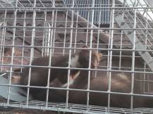 Obrázek k výrobku 120902 - Profesionální past na kuny a kočky TRAP H102x26x30V2