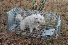 Obrázek k výrobku 125738 - Profesionální past na lišky, kuny a kočky TRAP ST102x34x34