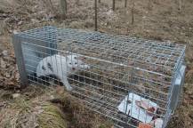 Obrázek k výrobku 125739 - Profesionální past na lišky, kuny a kočky TRAP ST105x34x42