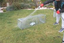 Obrázek k výrobku 125741 - Profesionální past na lišky, kuny, vydry a kočky TRAP H130x34x34V2