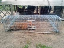 Obrázek k výrobku 120903 - Profesionální past na lišky, kuny, vydry a kočky TRAP H150x34x34V2