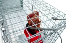 Obrázek k výrobku 125742 - Profesionální past na lišky, kuny, vydry a kočky TRAP ST118x34x34V1