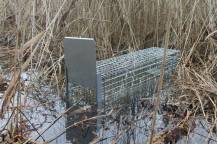 Obrázek k výrobku 125742 - Profesionální past na lišky, kuny, vydry a kočky TRAP ST118x34x34V1